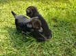 1-3 Month Male Purebred German Shepherd Puppy - 3
