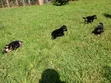 1-3 Month Male Purebred German Shepherd Puppy - 4