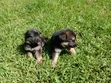 1-3 Month Male Purebred German Shepherd Puppy - 5