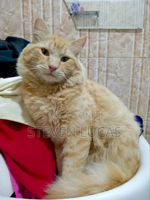 Purebred Persian Male Cat, 6-12 Months