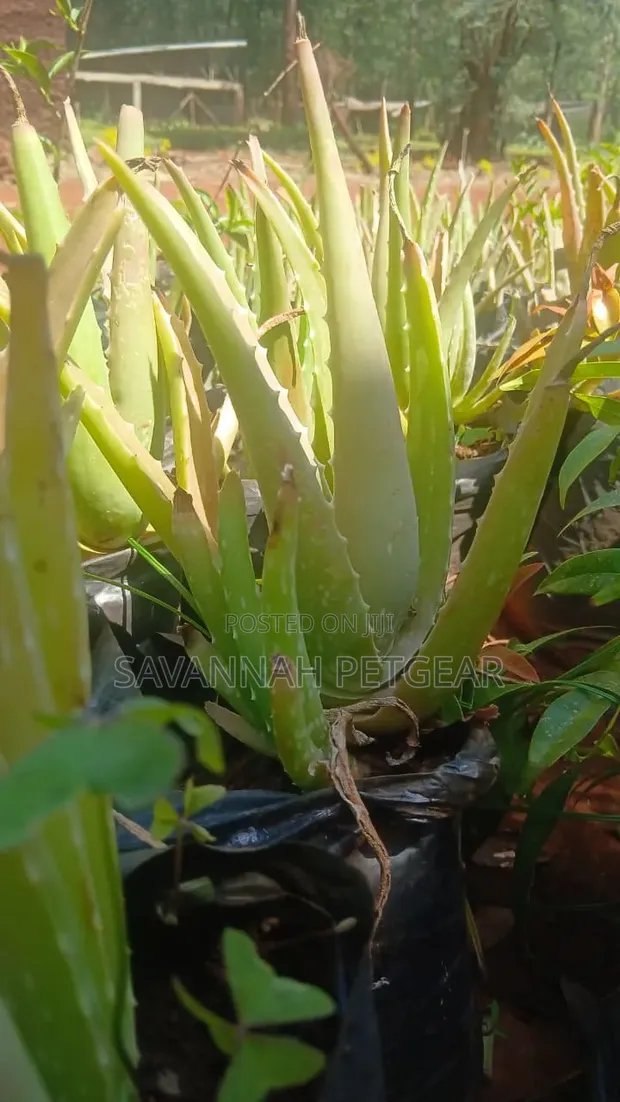 Organic Aloe Vera Barbadensis Miller Seedlings - 1