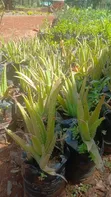 Organic Aloe Vera Barbadensis Miller Seedlings - 2