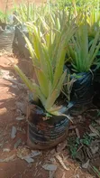 Organic Aloe Vera Barbadensis Miller Seedlings - 3