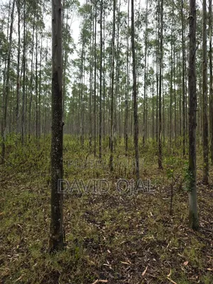 5 Acres Eucalyptus Trees for Sale in Homabay