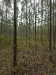 5 Acres Eucalyptus Trees for Sale in Homabay - 1