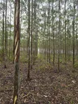 5 Acres Eucalyptus Trees for Sale in Homabay - 2