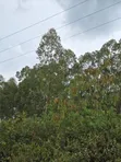 5 Acres Eucalyptus Trees for Sale in Homabay - 4