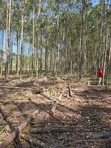 5 Acres Eucalyptus Trees for Sale in Homabay - 5
