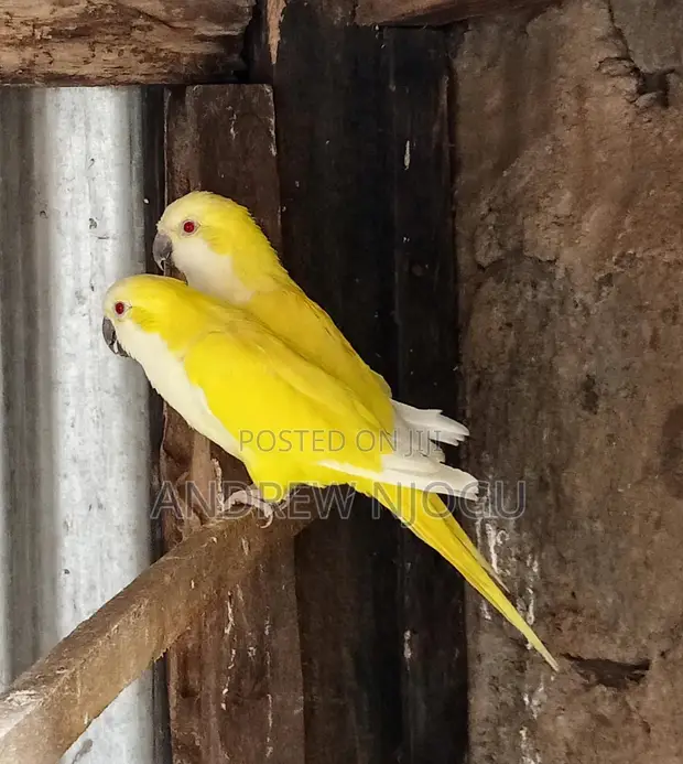 Pair of Quaker Parrots - 1