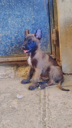Purebred Belgian Malinois Puppies (1-3 Months)