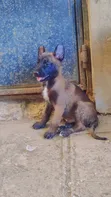 Purebred Belgian Malinois Puppies (1-3 Months) - 1