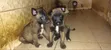 Purebred Belgian Malinois Puppies (1-3 Months) - 2
