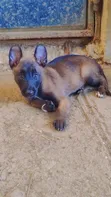 Purebred Belgian Malinois Puppies (1-3 Months) - 3