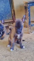 Purebred Belgian Malinois Puppies (1-3 Months) - 4