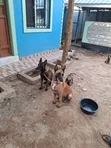 Purebred Belgian Malinois Puppies (1-3 Months) - 5