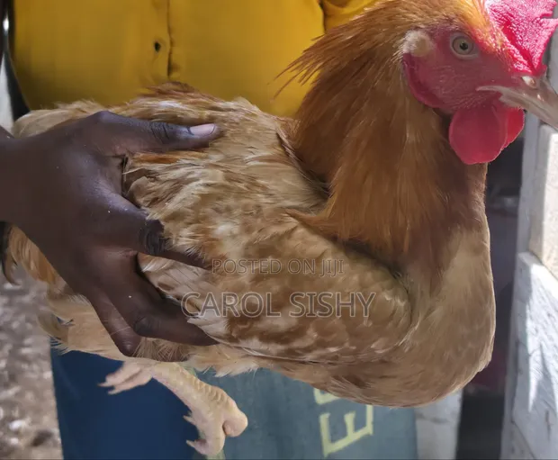 Improved Kienyeji Chicken - 1