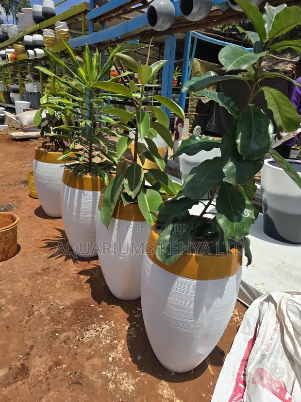 Potted Fibrepots for Office Walkways - 1