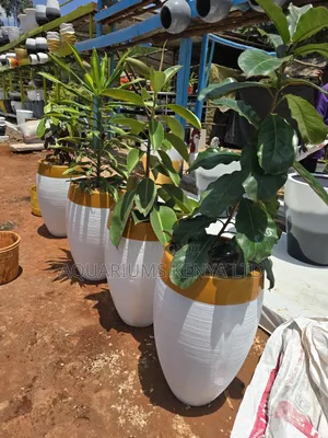 Potted Fibrepots for Office Walkways