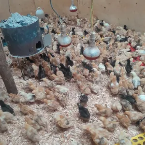 Improved Kienyeji Chicks - 1 Day Old
