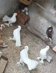 Fancy Pigeons for Sale - 1