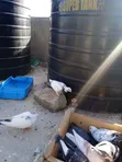 Fancy Pigeons for Sale - 2