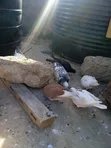 Fancy Pigeons for Sale - 3