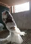 Fancy Pigeons for Sale - 4
