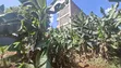 Kiwanja 50x100 cha Kuuzwa Lower Kabete Kamutiini - KSh 6M - 2