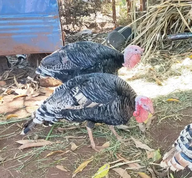 Kuku Bawa (Turkeys) Wanauzwa - 1