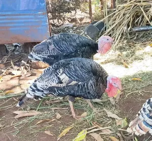 Kuku Bawa (Turkeys) Wanauzwa