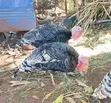 Kuku Bawa (Turkeys) Wanauzwa - 1
