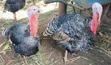 Kuku Bawa (Turkeys) Wanauzwa - 2