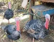 Kuku Bawa (Turkeys) Wanauzwa - 3