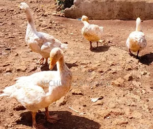 Geese for Sale
