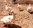 Geese for Sale - 1