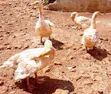 Geese for Sale - 2