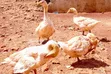 Geese for Sale - 3
