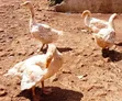 Geese for Sale - 4