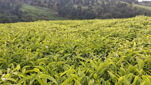 9 Acres Tea Farm for Sale in Gitiha Mathanja, Kiambu - 1