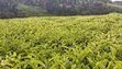9 Acres Tea Farm for Sale in Gitiha Mathanja, Kiambu - 1