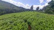 9 Acres Tea Farm for Sale in Gitiha Mathanja, Kiambu - 2