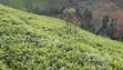 9 Acres Tea Farm for Sale in Gitiha Mathanja, Kiambu - 3