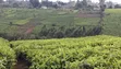9 Acres Tea Farm for Sale in Gitiha Mathanja, Kiambu - 4