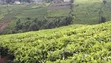 9 Acres Tea Farm for Sale in Gitiha Mathanja, Kiambu - 5