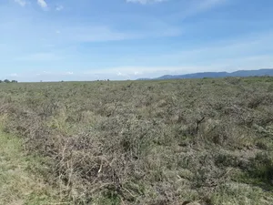 Jumuiya Rd Syokimau: Viwanja 3 (50x100 Kila Moja) Vyaunganishwa Kwenye Ua
