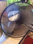 Ramtons Ceiling and Wall Fan - 3