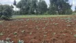 1.5 Acres Prime Agricultural Land for Sale in Gitiha Mathanja - 2