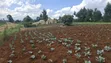 1.5 Acres Prime Agricultural Land for Sale in Gitiha Mathanja - 3