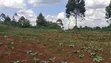 1.5 Acres Prime Agricultural Land for Sale in Gitiha Mathanja - 4