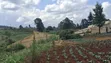 1.5 Acres Prime Agricultural Land for Sale in Gitiha Mathanja - 5